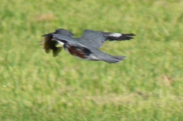 Belted Kingfisher - Sandy Dion