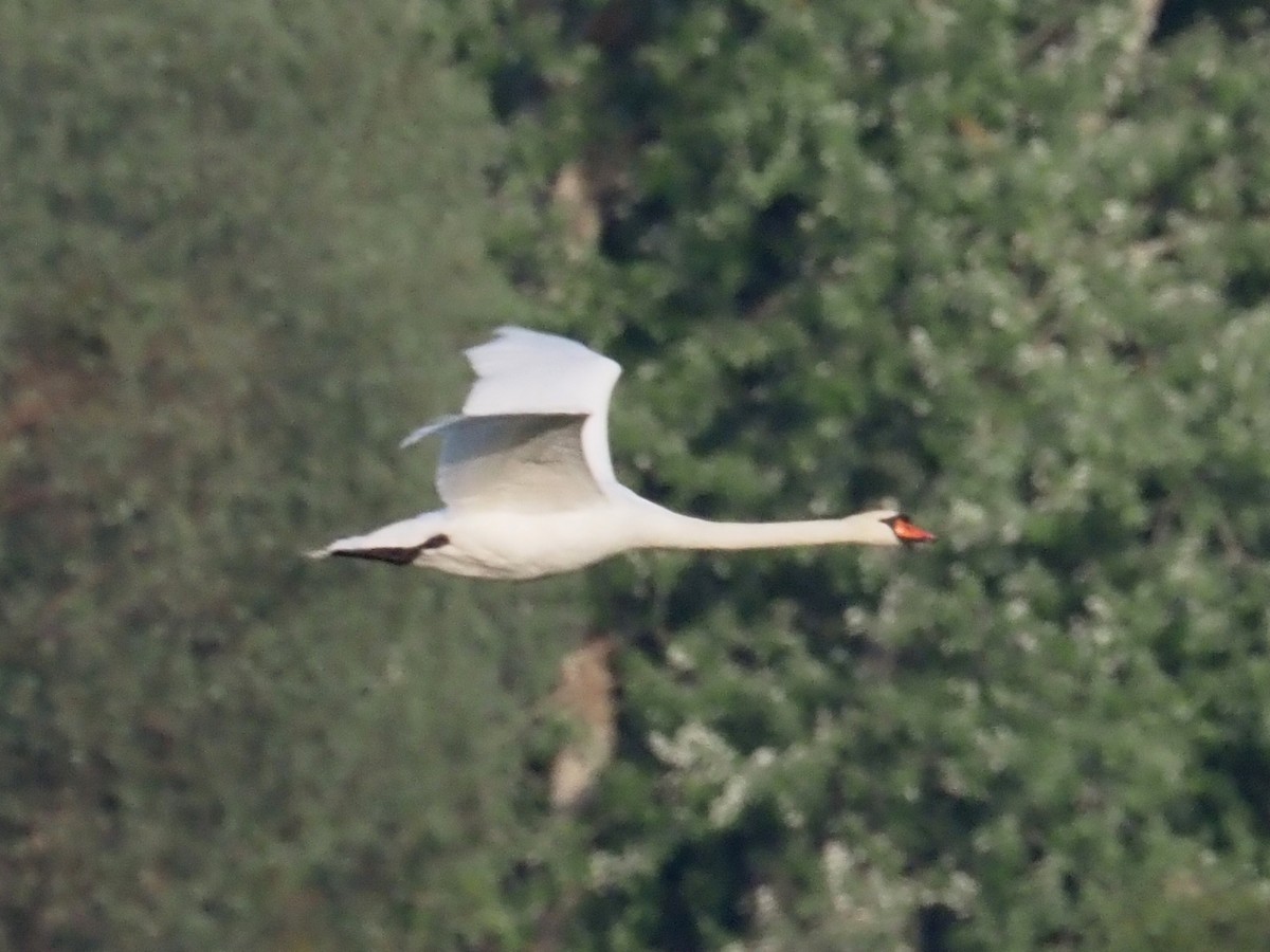 Mute Swan - Kostyantyn Grinchenko