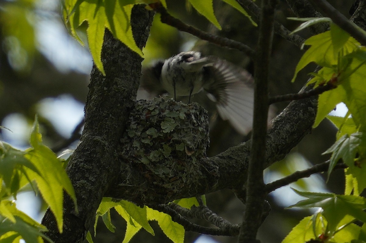 Blue-gray Gnatcatcher - ML618426888