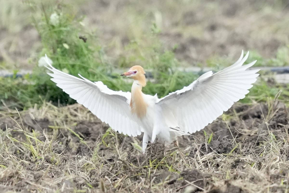 Eastern Cattle Egret - Pine Cone