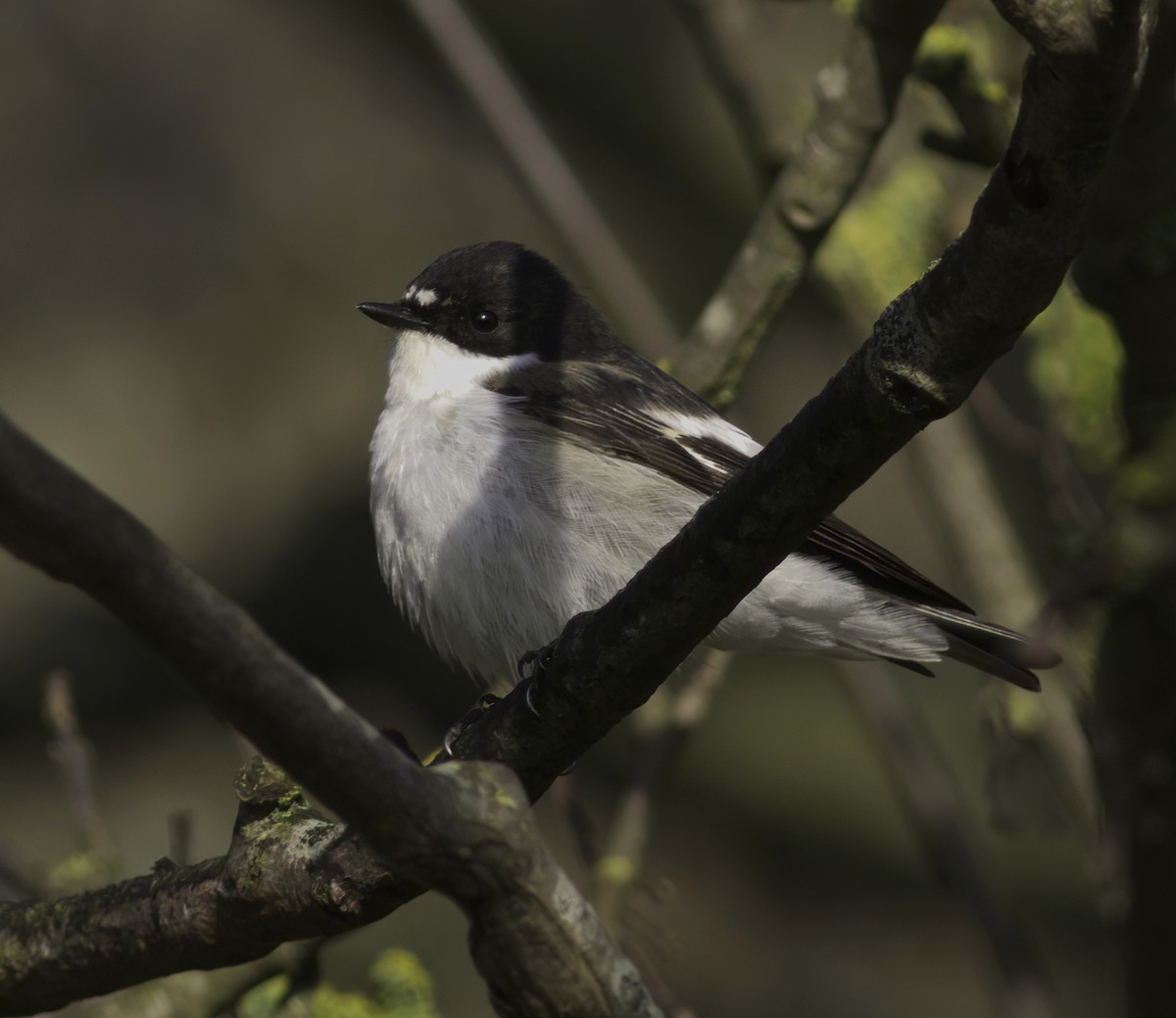 European Pied Flycatcher - ML618426900