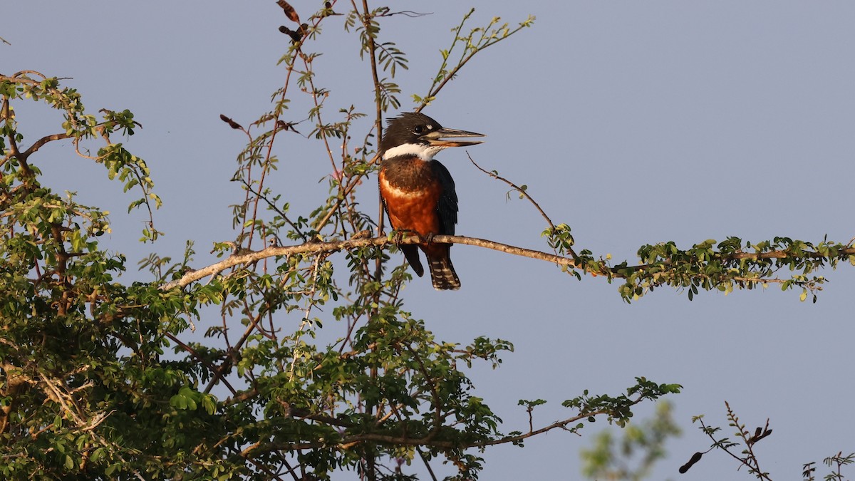 Ringed Kingfisher - Andy Bridges