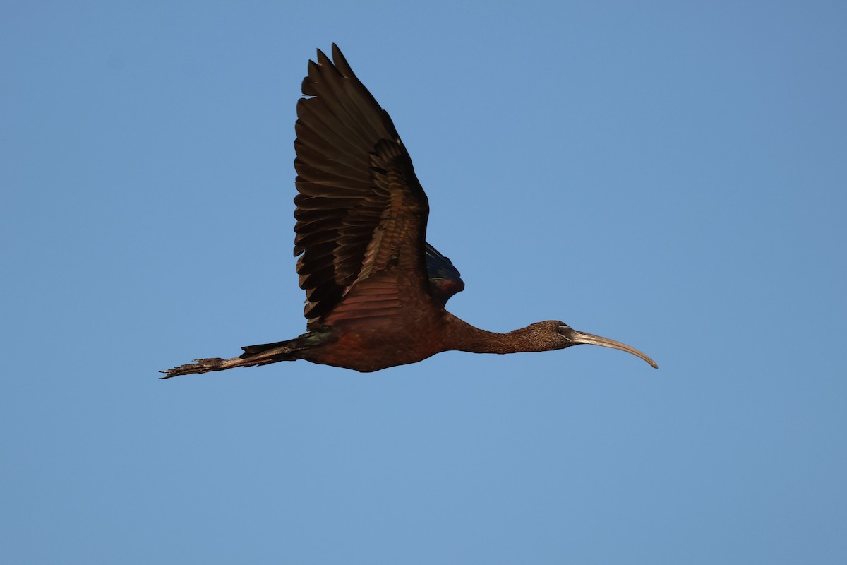 ibis hnědý - ML618426938