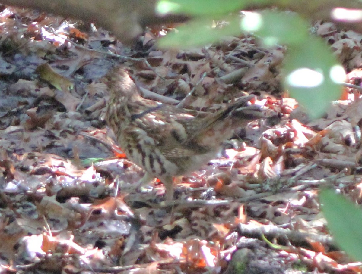 Ruffed Grouse - ML618426941