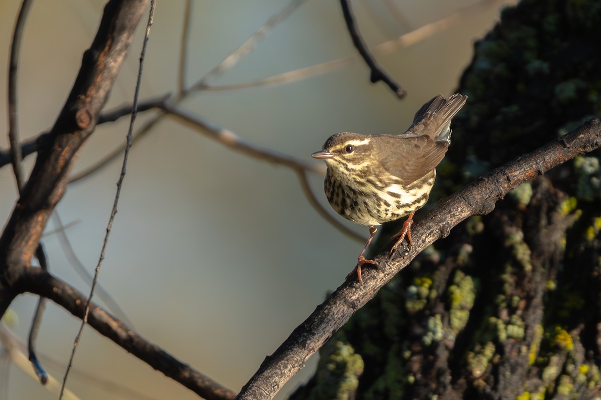 Northern Waterthrush - ML618426944