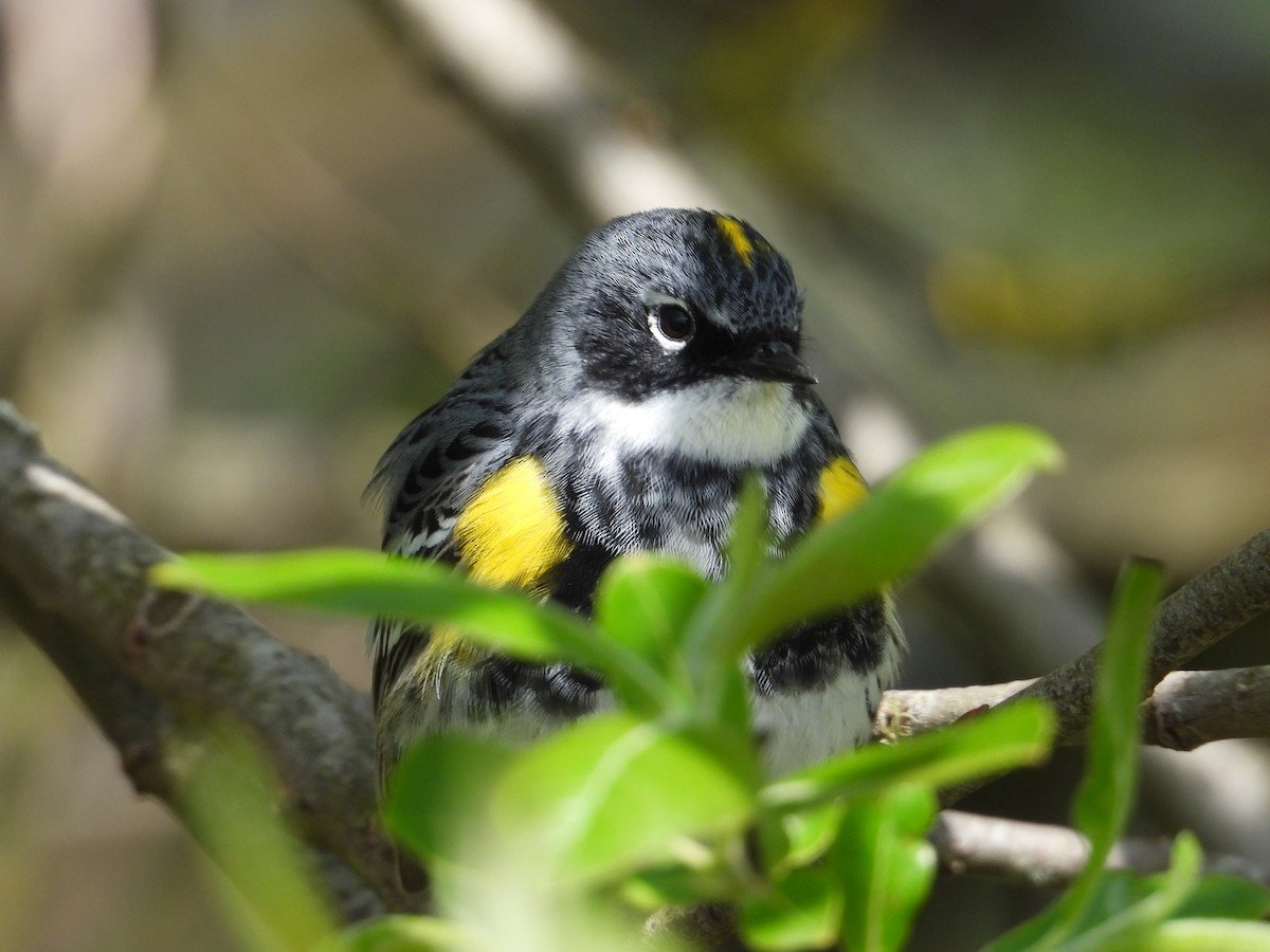Yellow-rumped Warbler (Myrtle) - ML618427023
