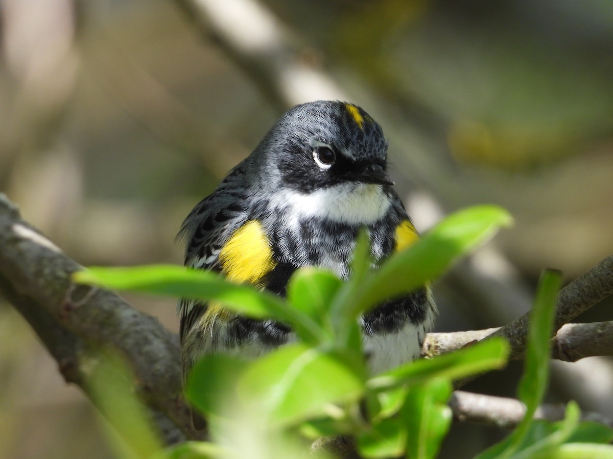 lesňáček žlutoskvrnný (ssp. coronata) - ML618427023