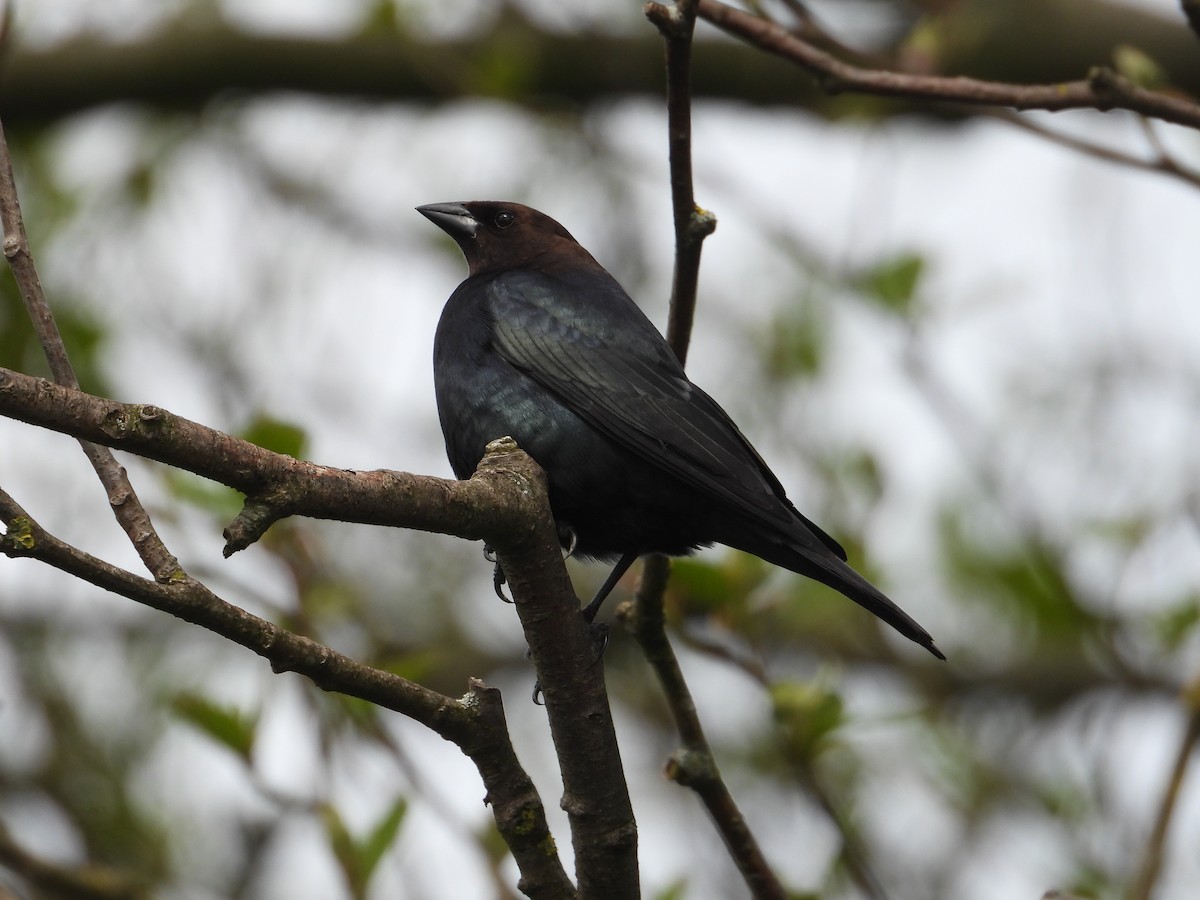 Brown-headed Cowbird - ML618427056