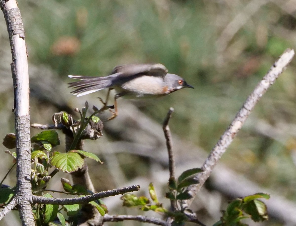 Eastern Subalpine Warbler - ML618427062