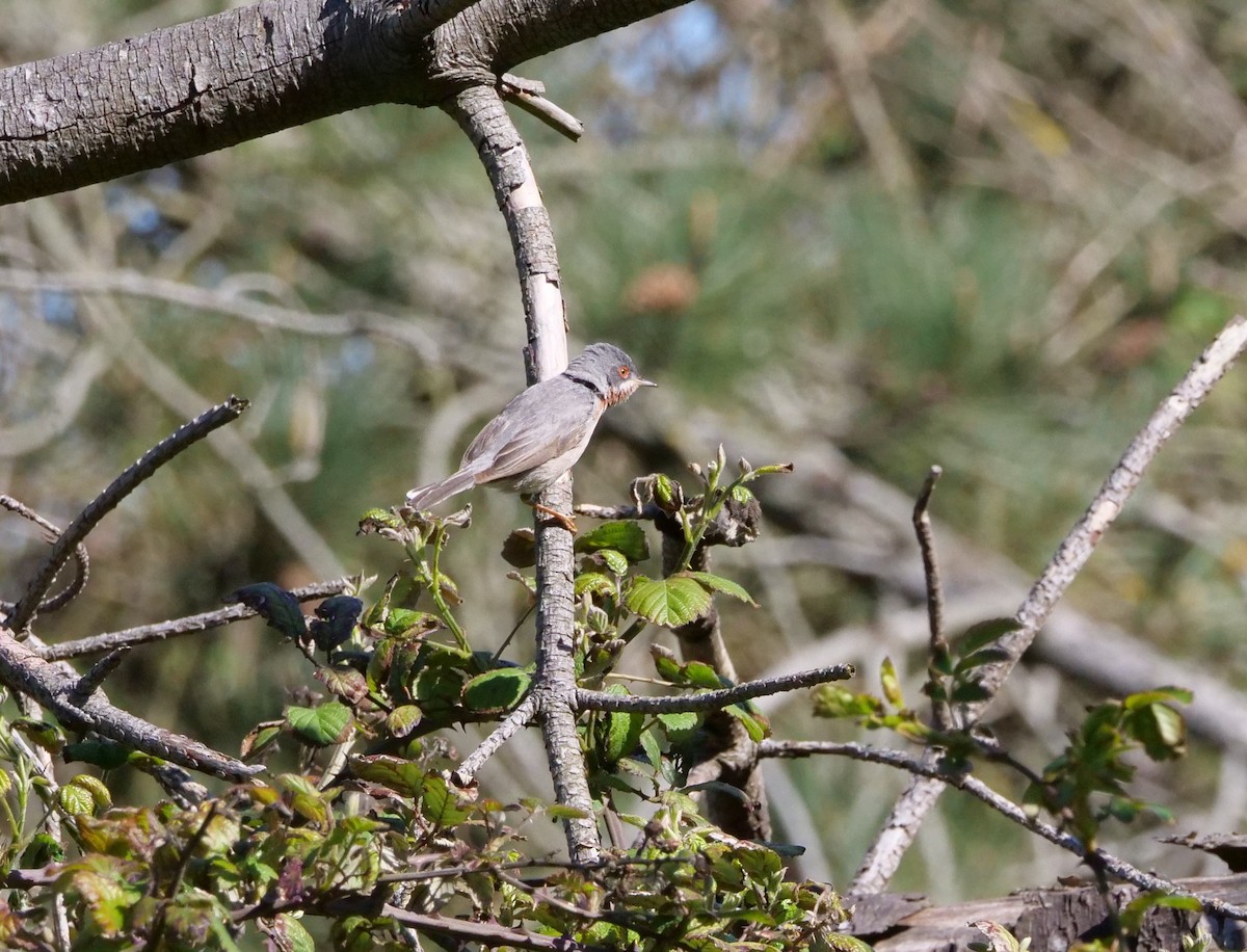 Eastern Subalpine Warbler - ML618427063