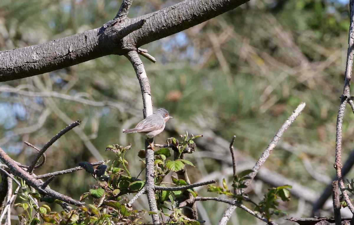 Eastern Subalpine Warbler - ML618427064