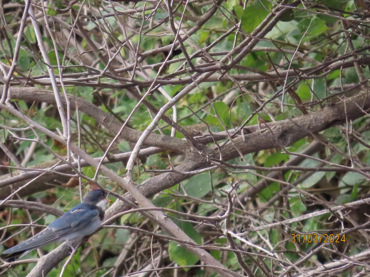 White-throated Swallow - ML618427073