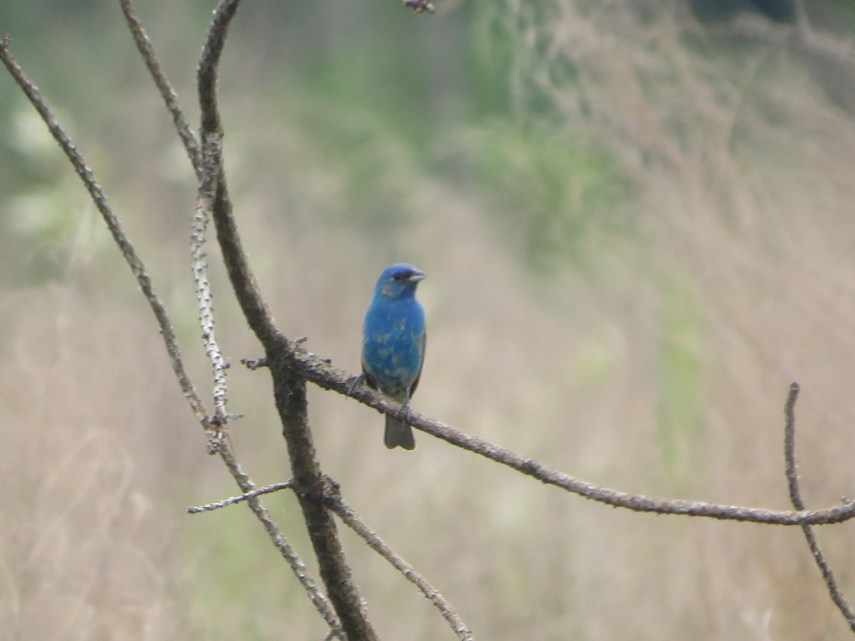 Indigo Bunting - ML618427109