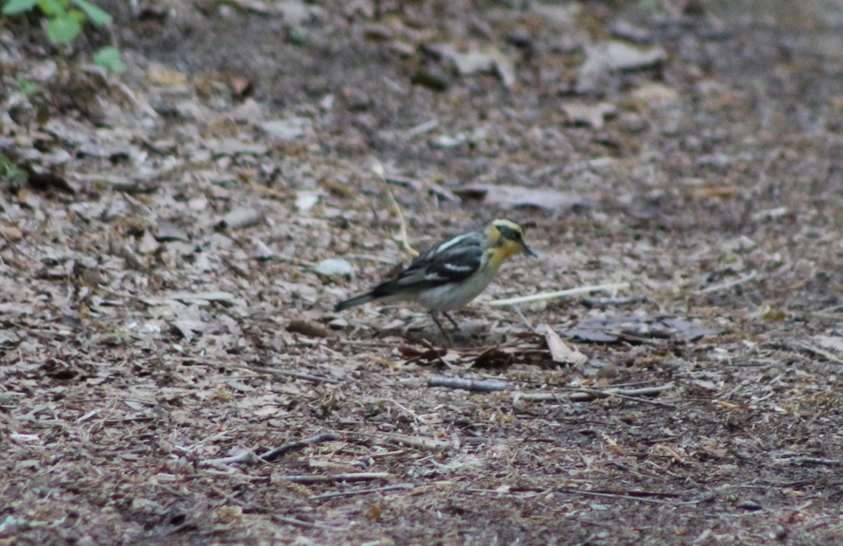 Blackburnian Warbler - ML618427139