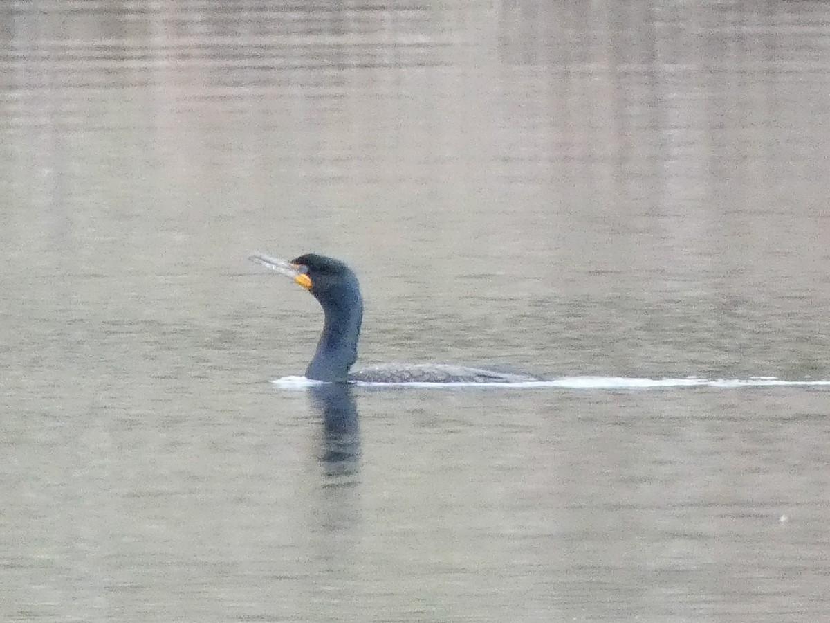 Double-crested Cormorant - Larry Morin