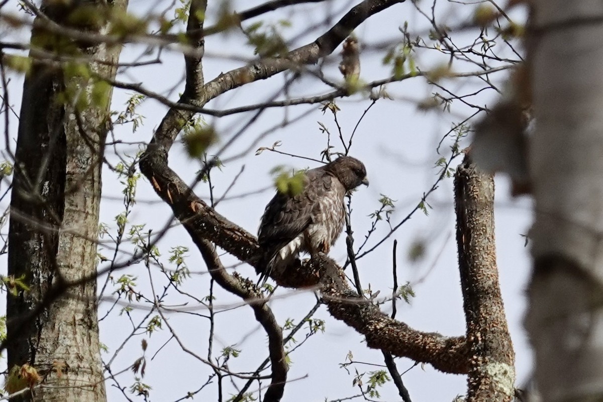 Broad-winged Hawk - ML618427145