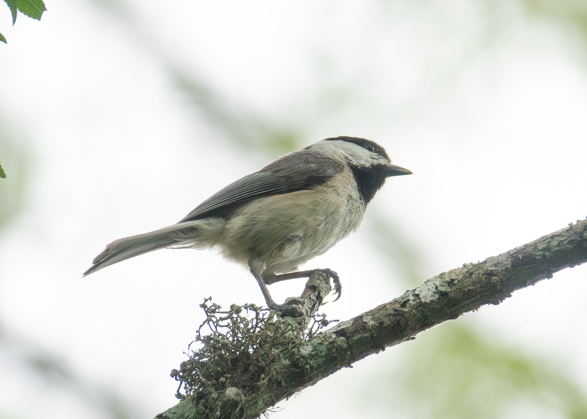 Carolina Chickadee - Andrew Bates