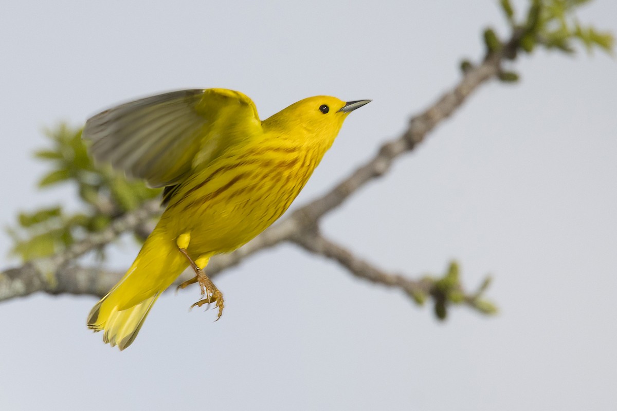 Yellow Warbler - ML618427201