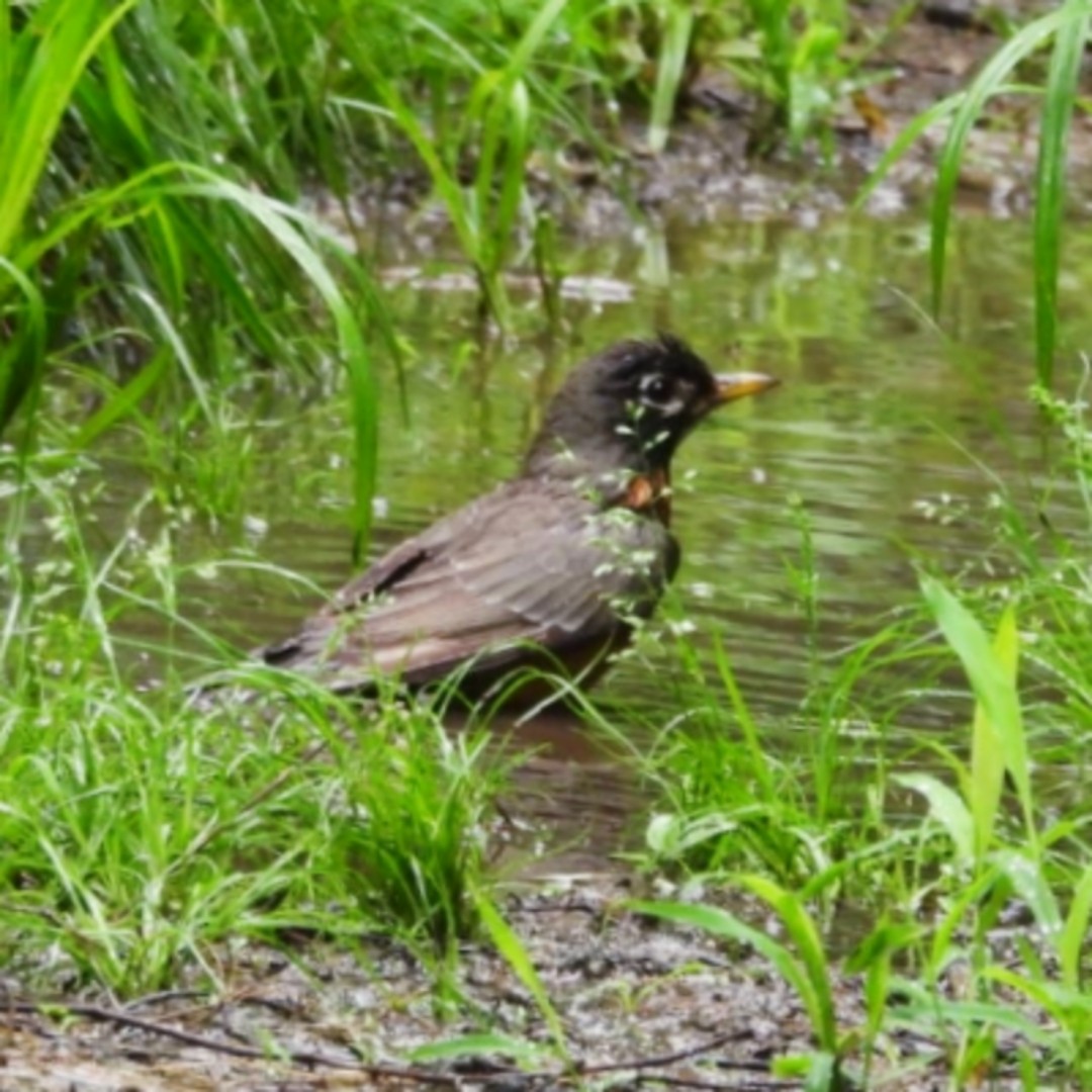 American Robin - ML618427203