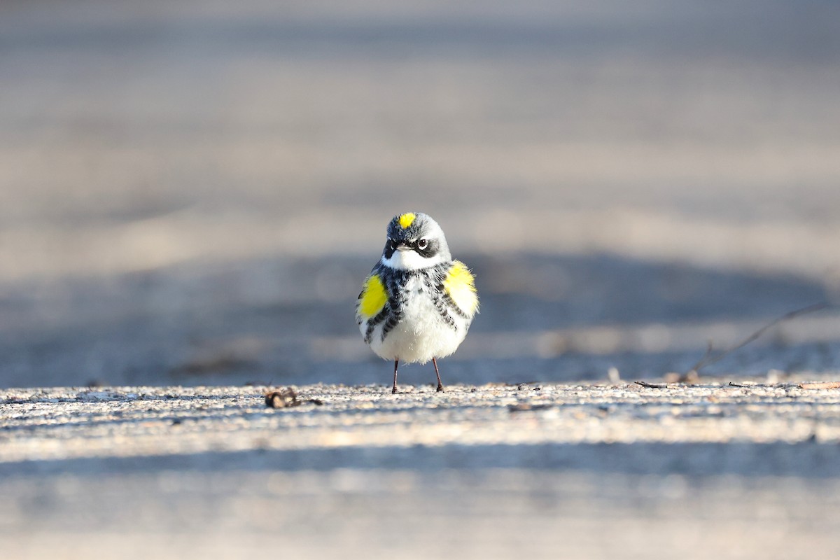 Yellow-rumped Warbler - ML618427216