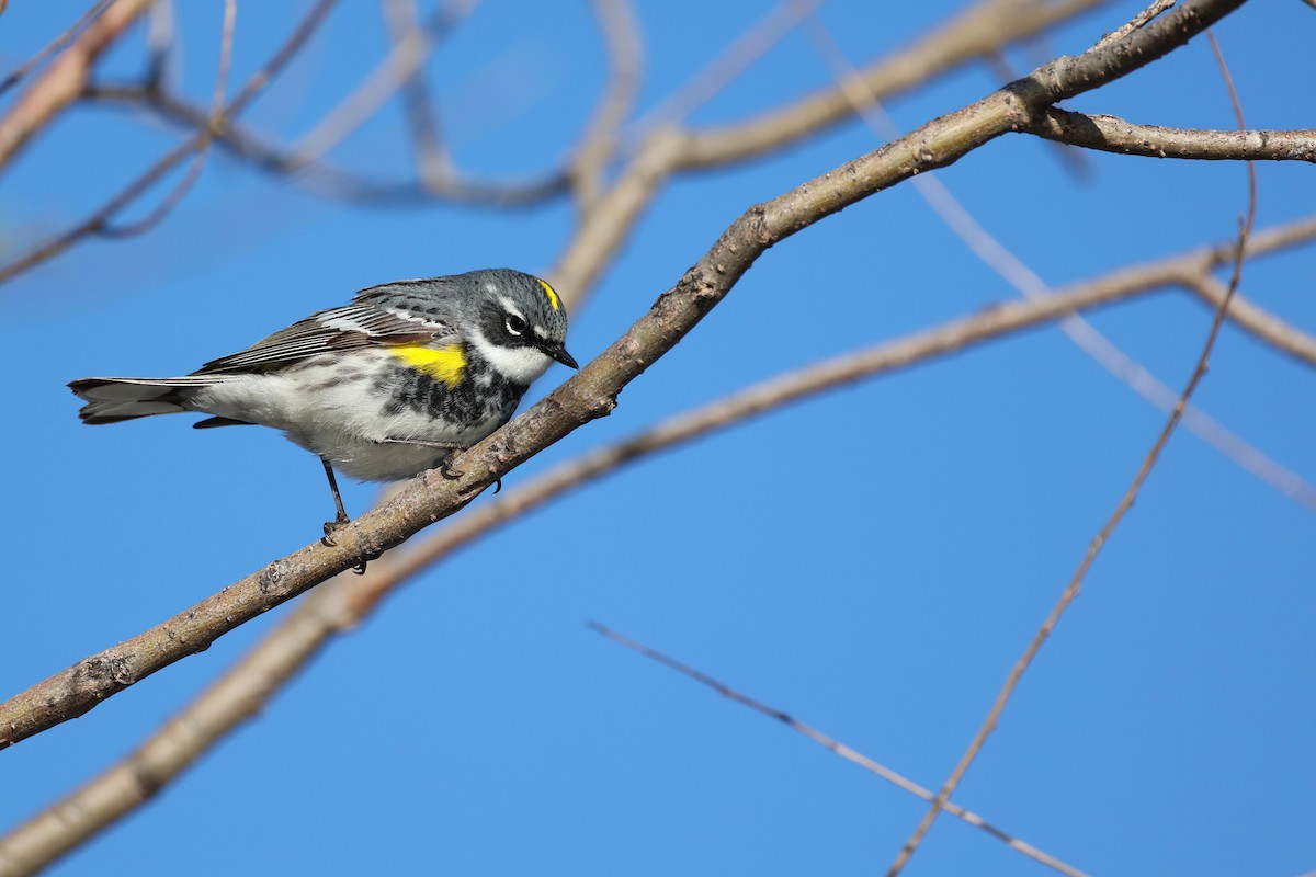 Paruline à croupion jaune - ML618427217