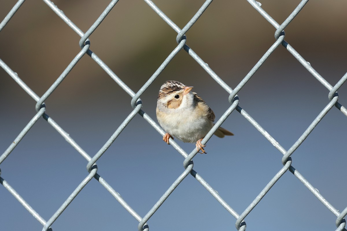 Clay-colored Sparrow - ML618427229