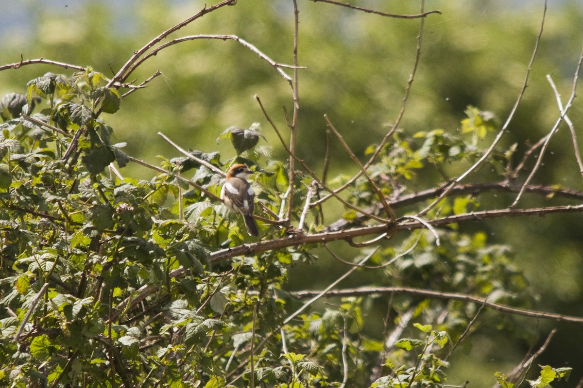 Woodchat Shrike - ML618427232