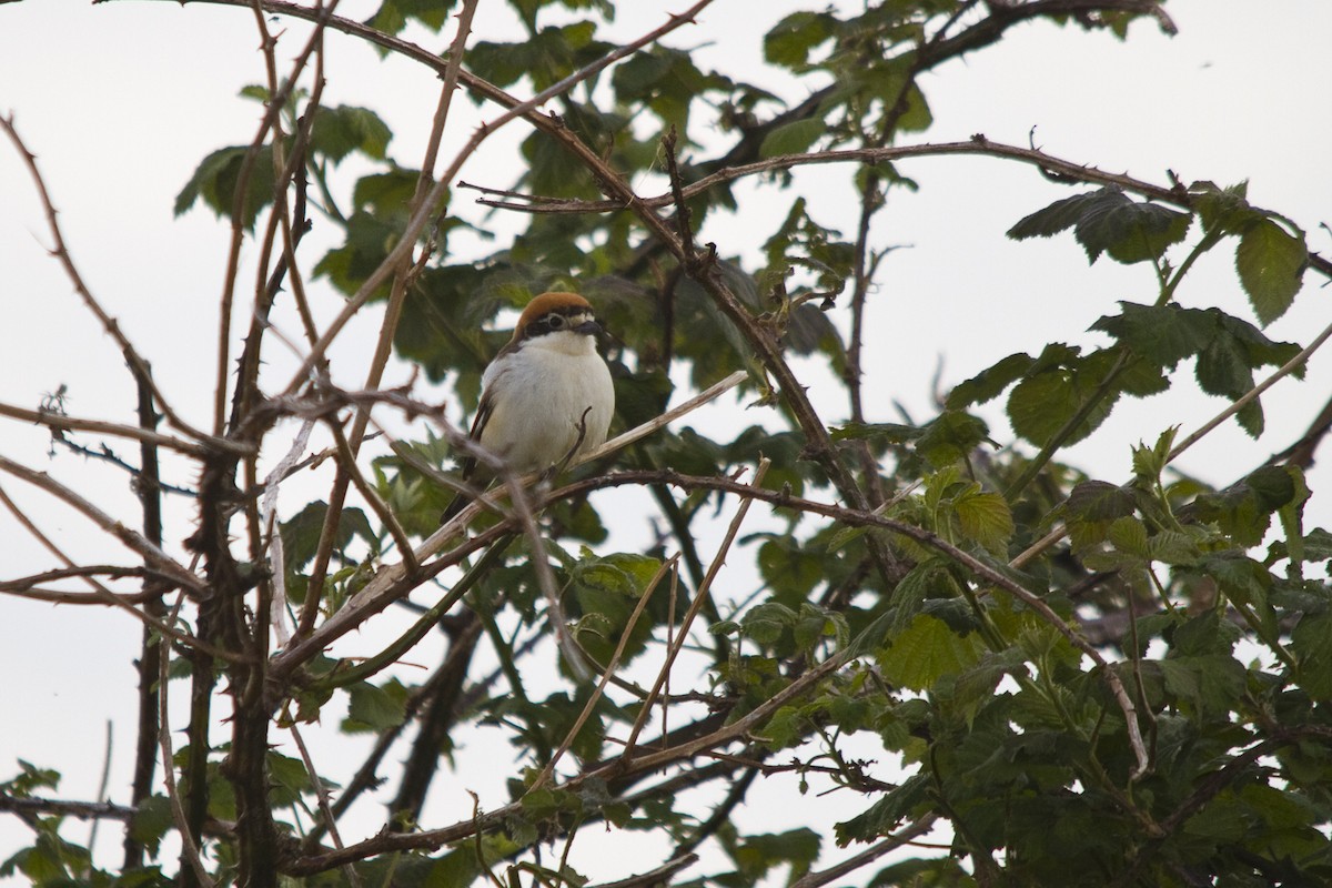 Woodchat Shrike - ML618427233