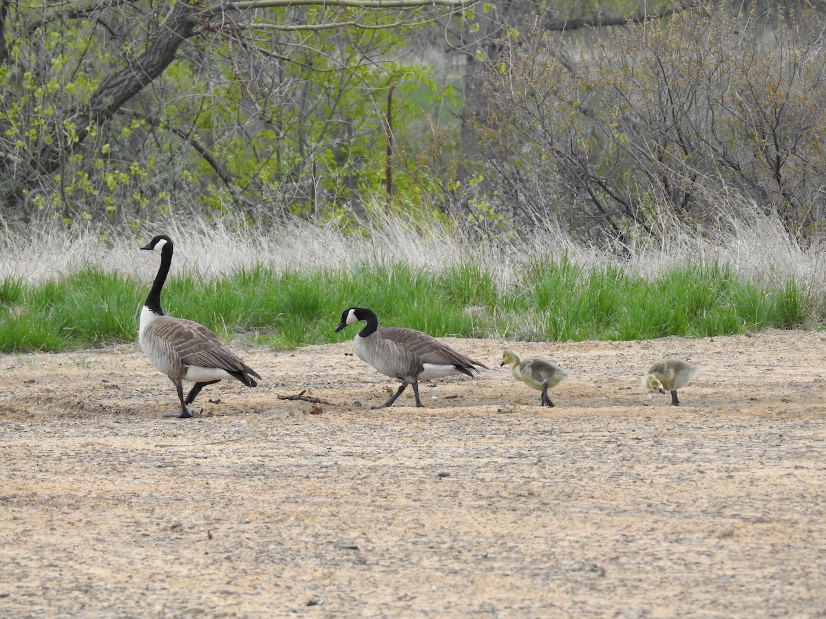 Canada Goose - ML618427236