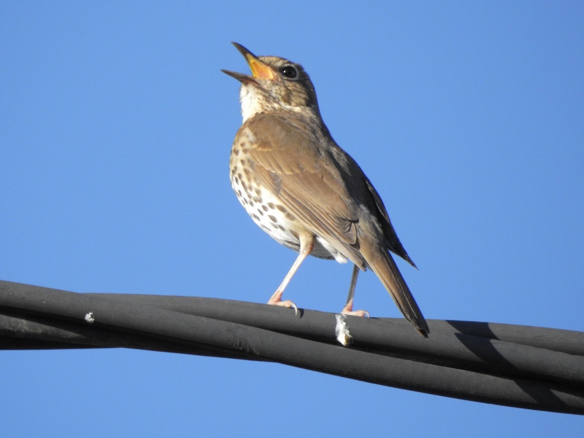 Song Thrush - Concepción Espin