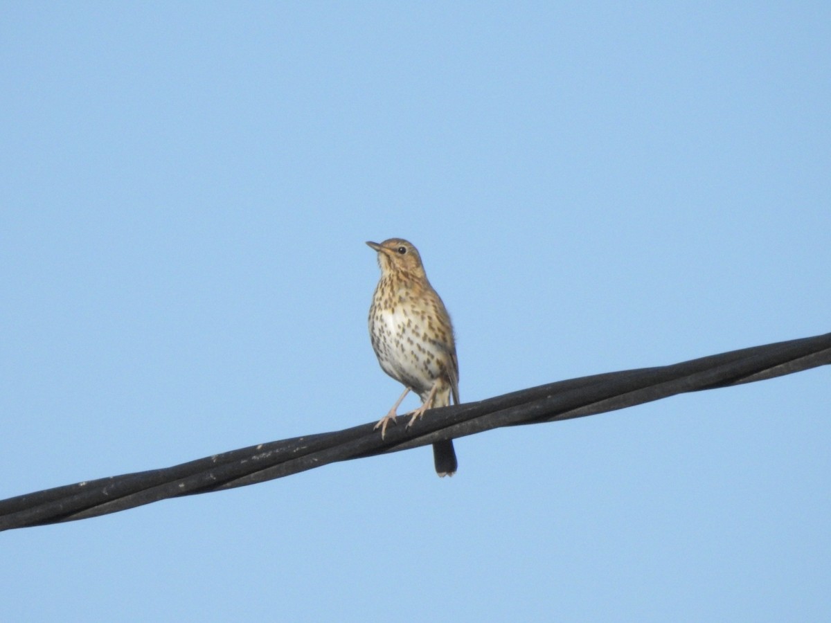 Song Thrush - Concepción Espin