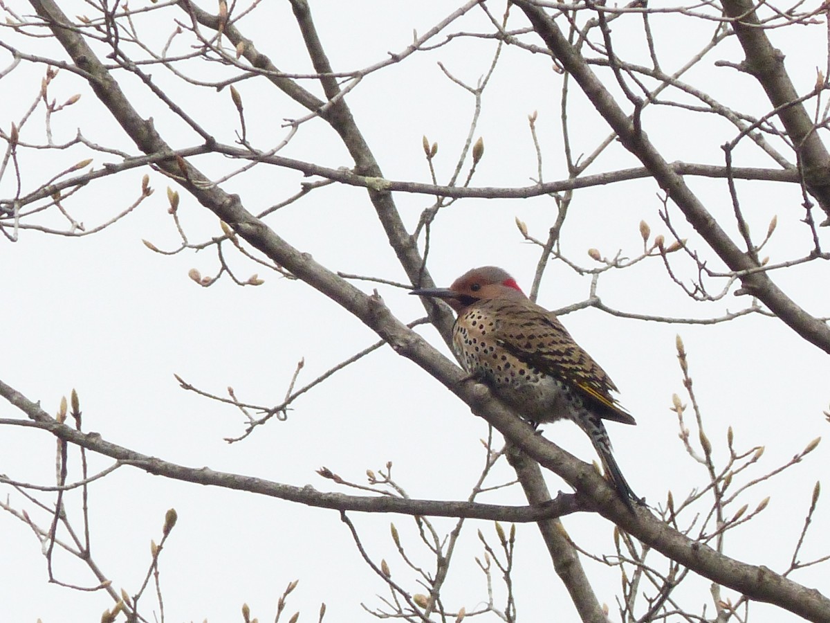 Northern Flicker - ML618427269