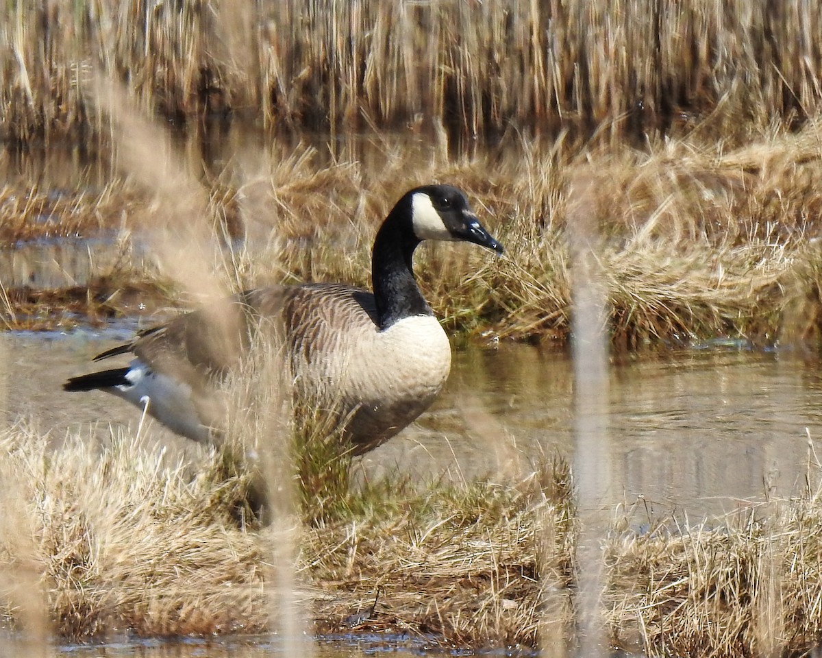 Canada Goose - Betsy McCully