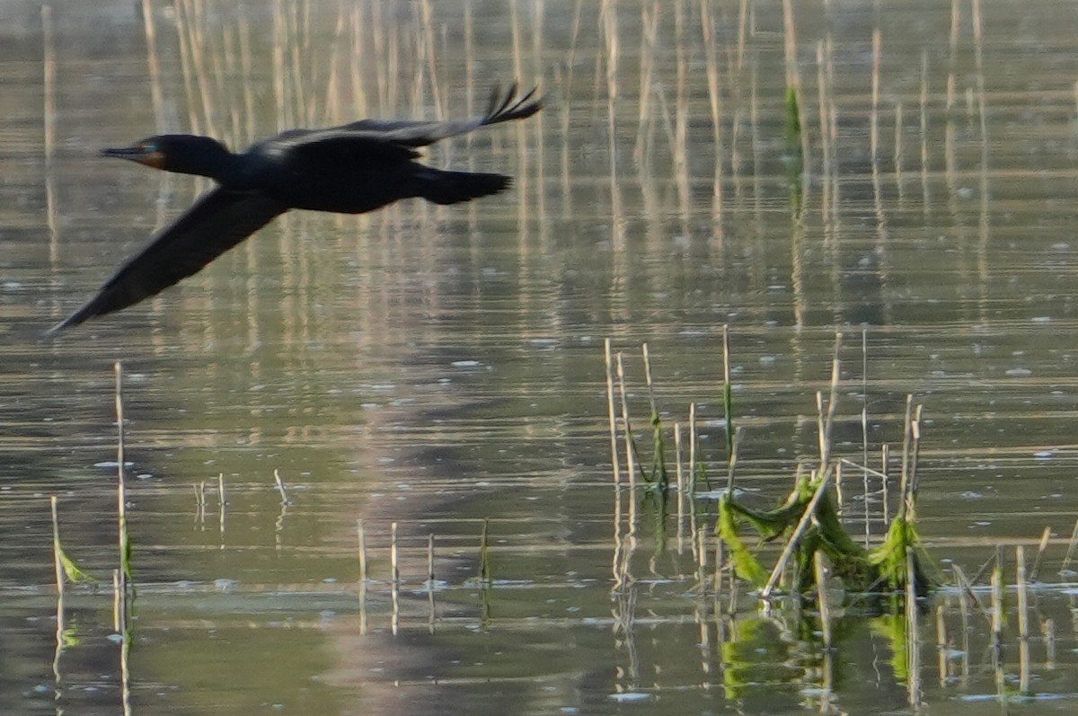 Double-crested Cormorant - ML618427298