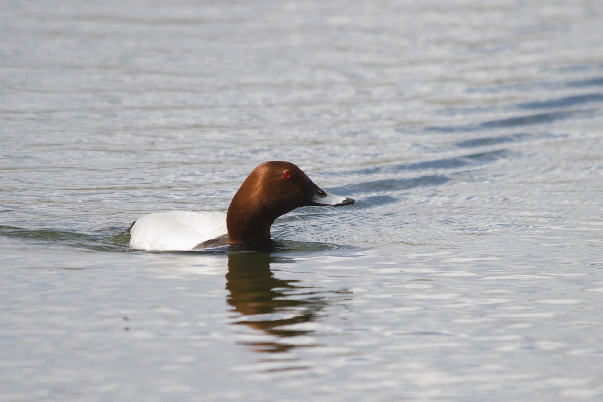 Common Pochard - Simeon Dawes