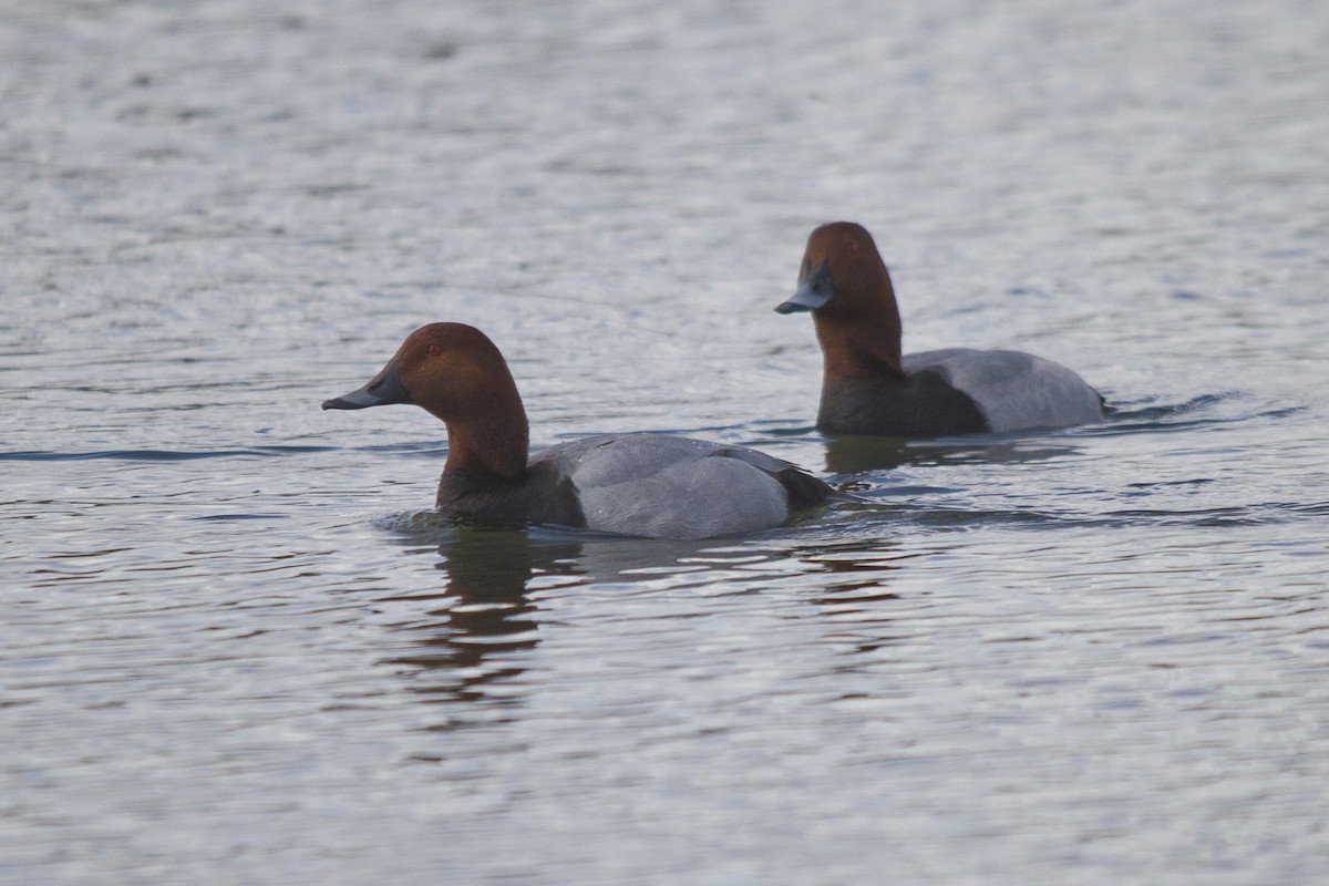 Common Pochard - Simeon Dawes