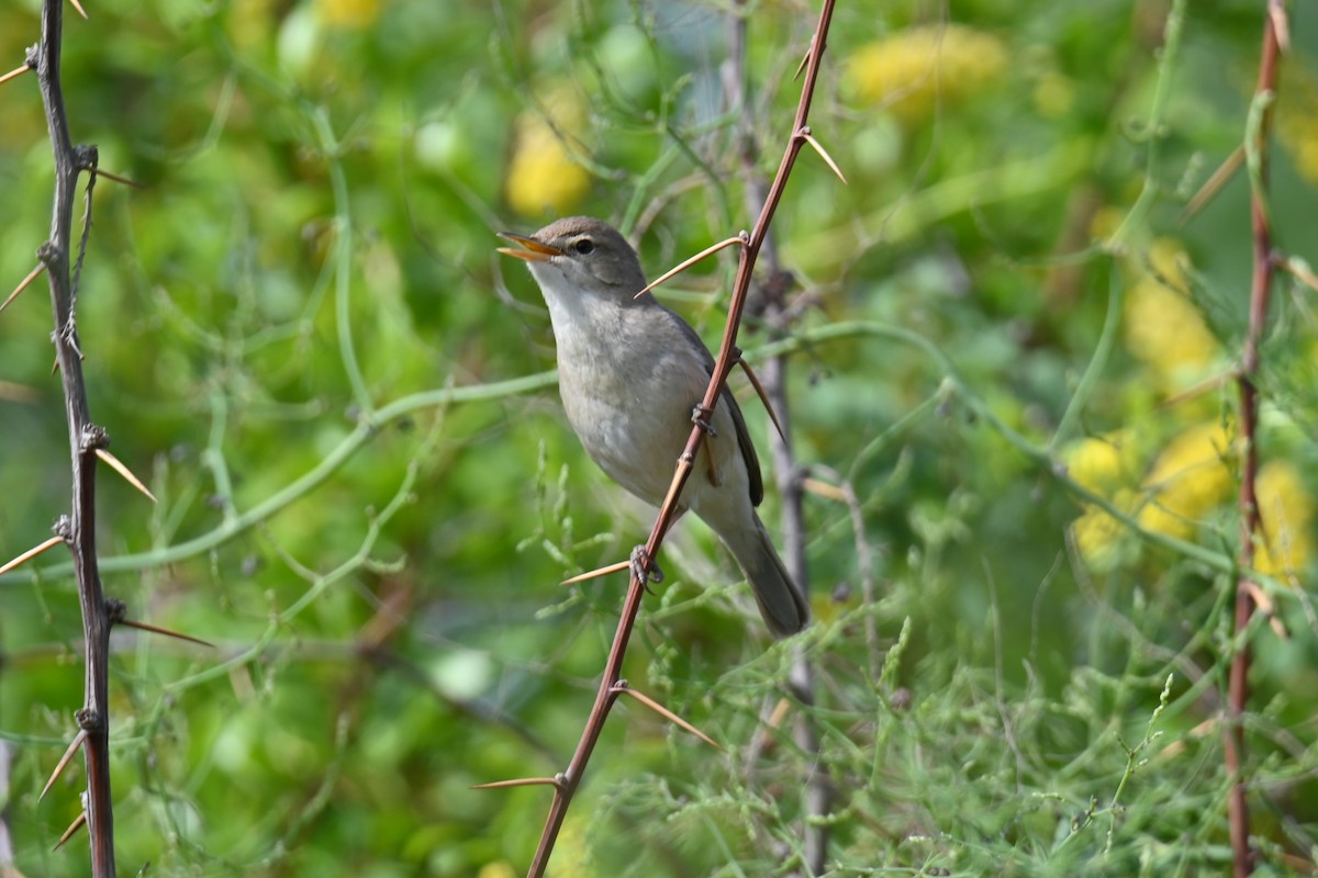 Sykes's Warbler - Kenzhegul Qanatbek