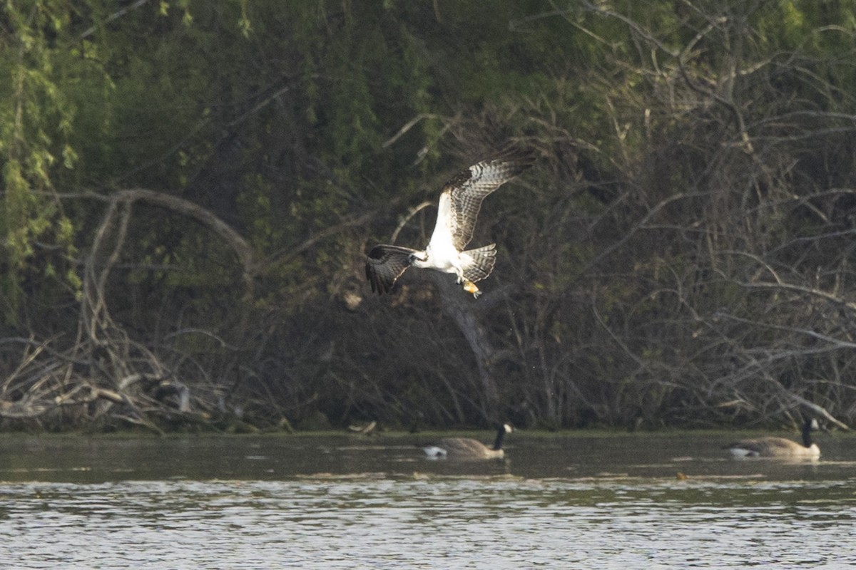 Águila Pescadora - ML618427320