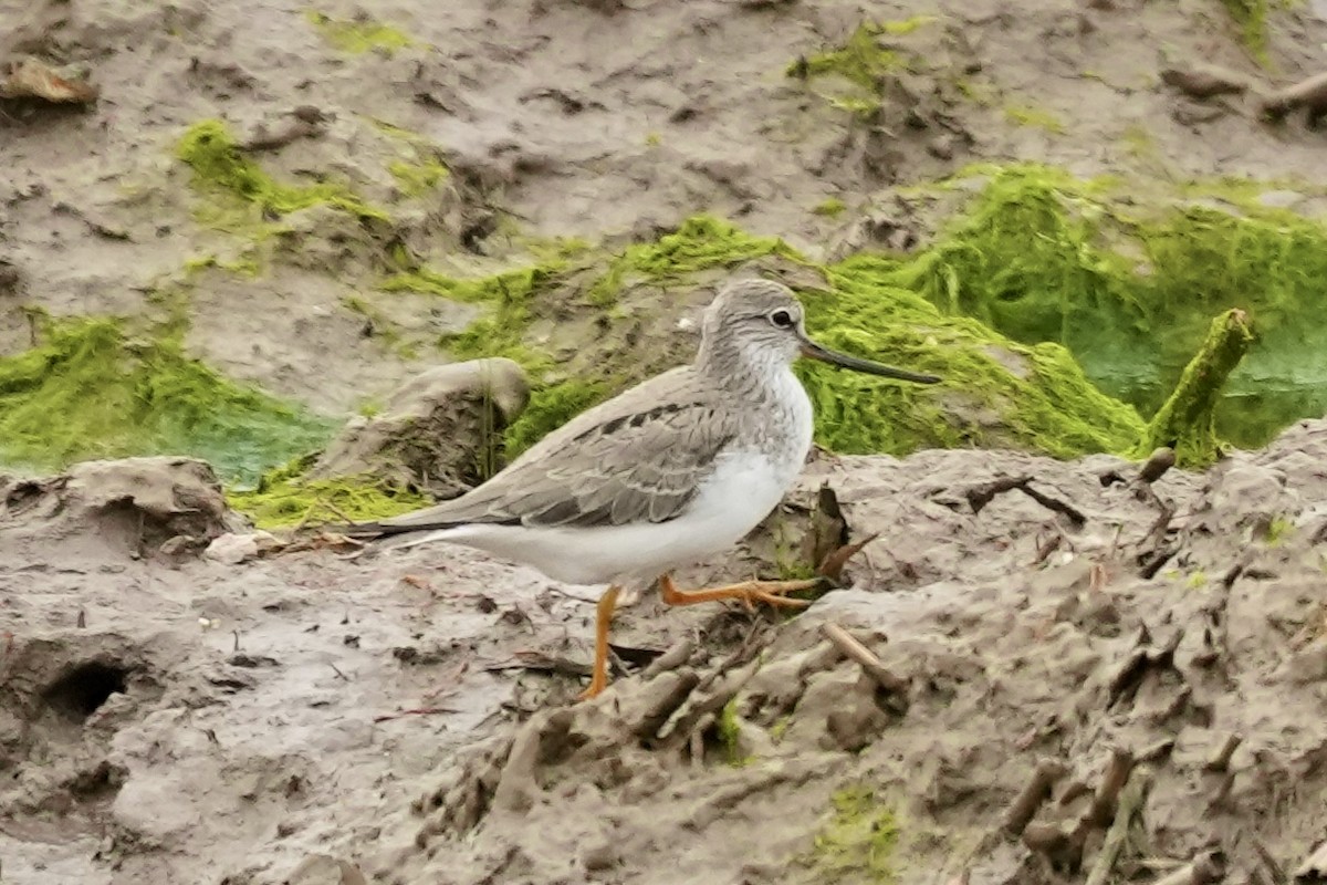 Terek Sandpiper - ML618427339