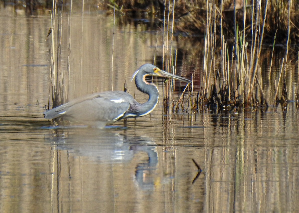 Tricolored Heron - Betsy McCully