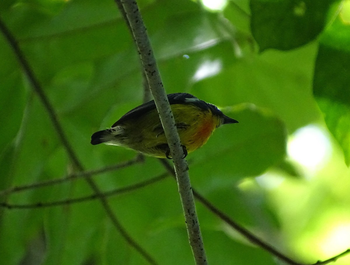 Yellow-rumped Flowerpecker - ML618427372