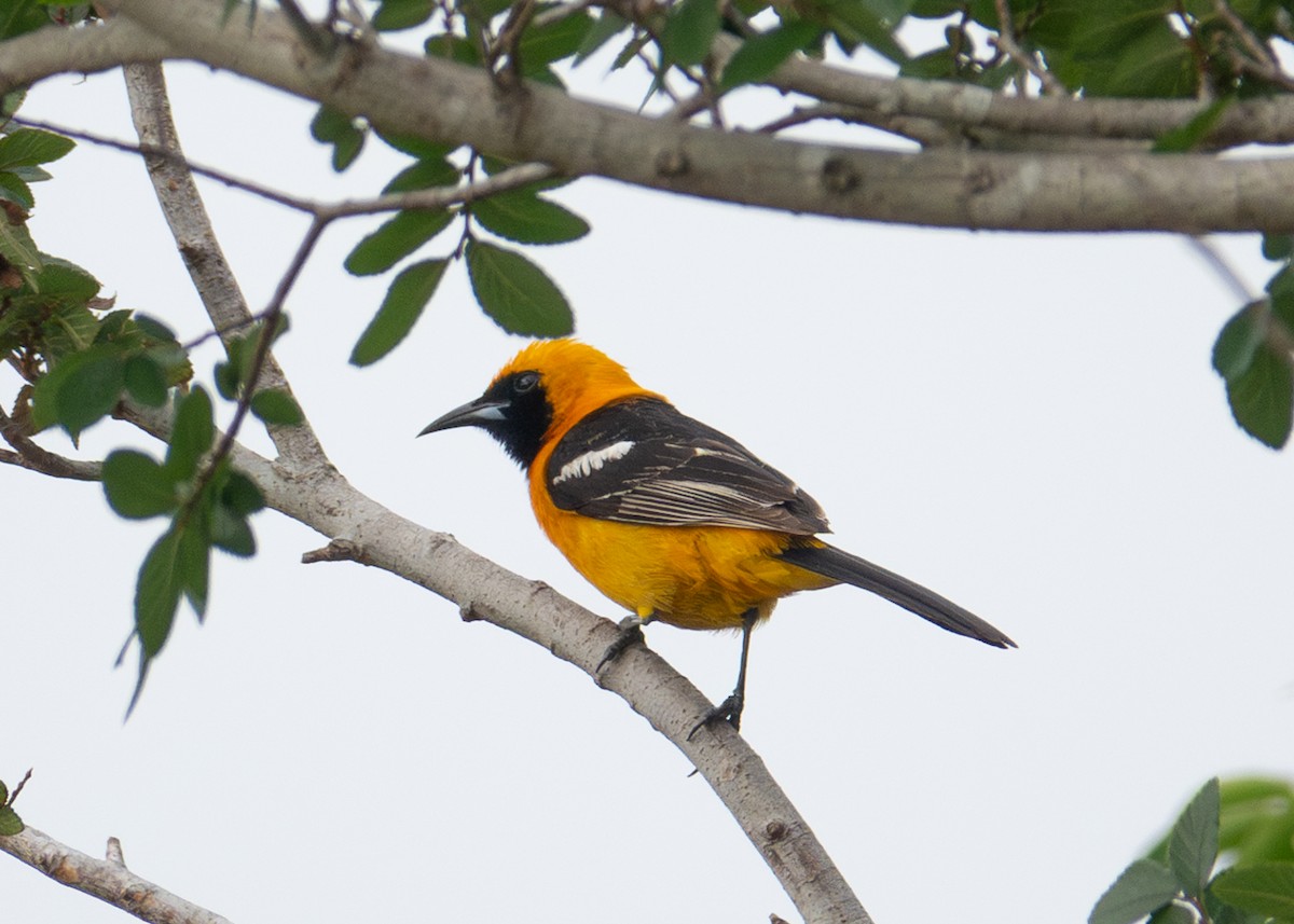 Oriole masqué - ML618427399