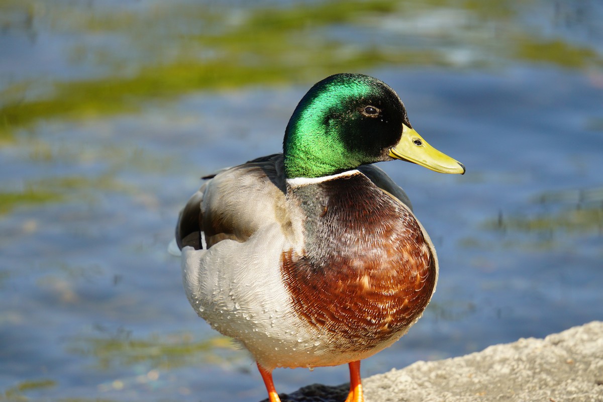 Mallard - ML618427429