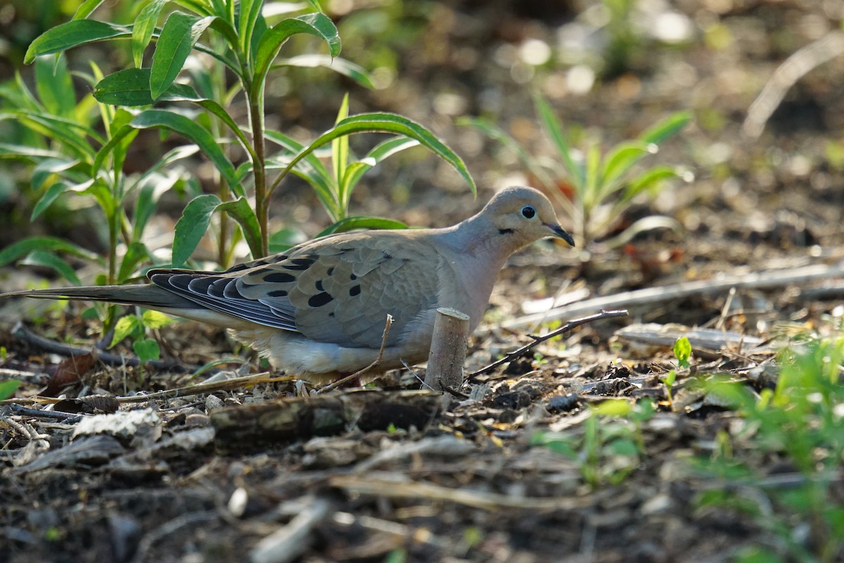 Mourning Dove - ML618427433