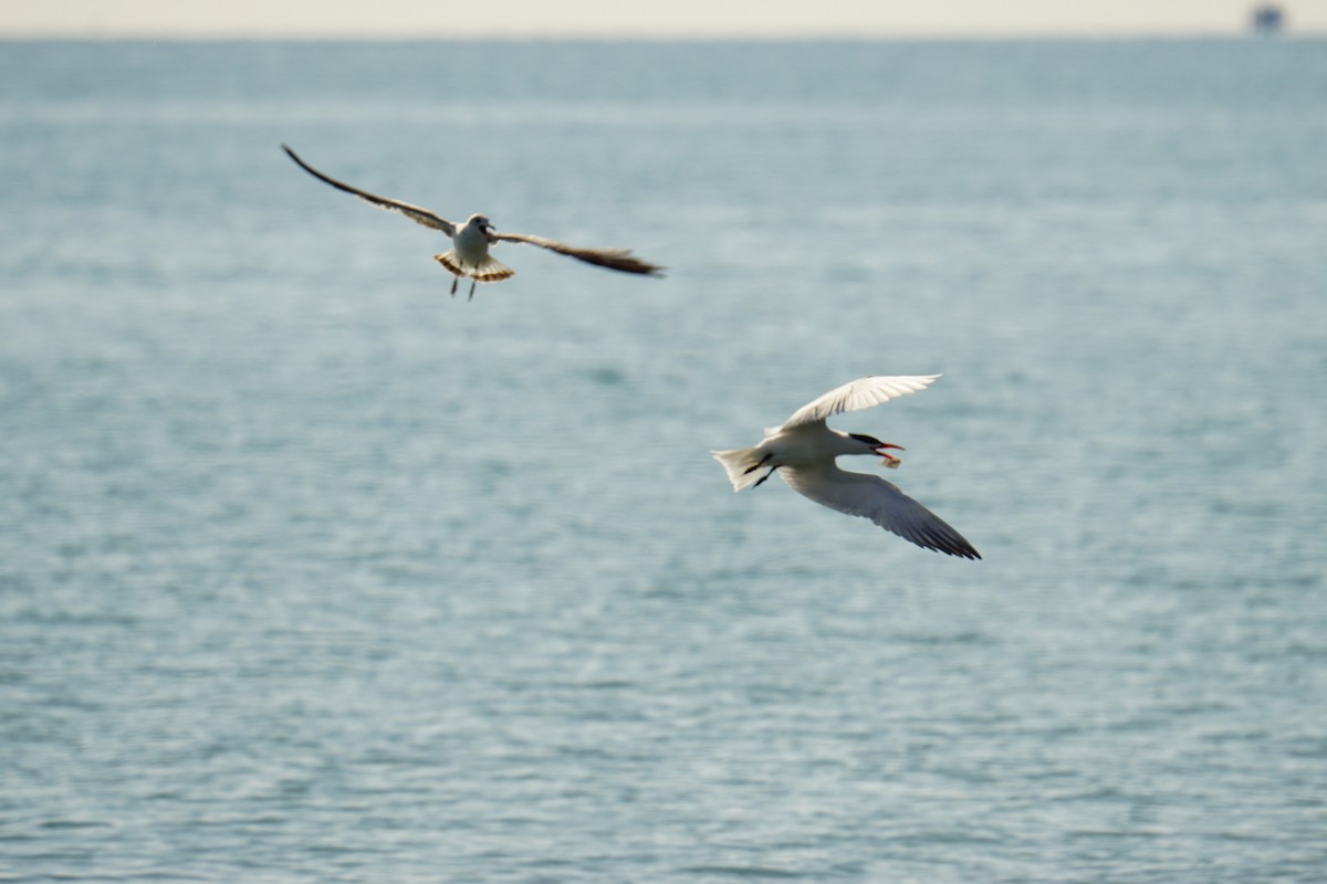 Caspian Tern - Callan Fromm