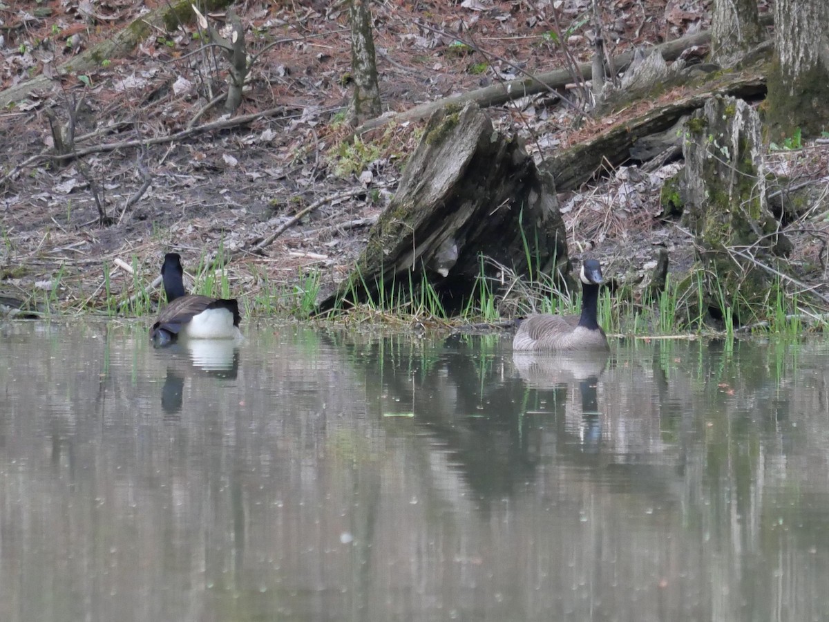 Canada Goose - ML618427478