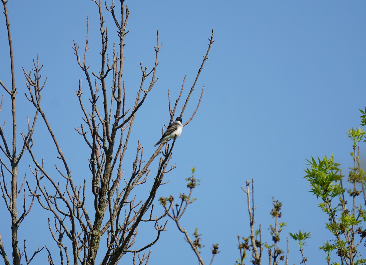 Eastern Kingbird - Callan Fromm