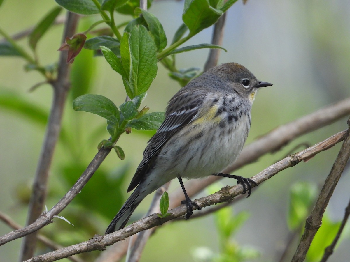 Yellow-rumped Warbler (Myrtle x Audubon's) - ML618427548