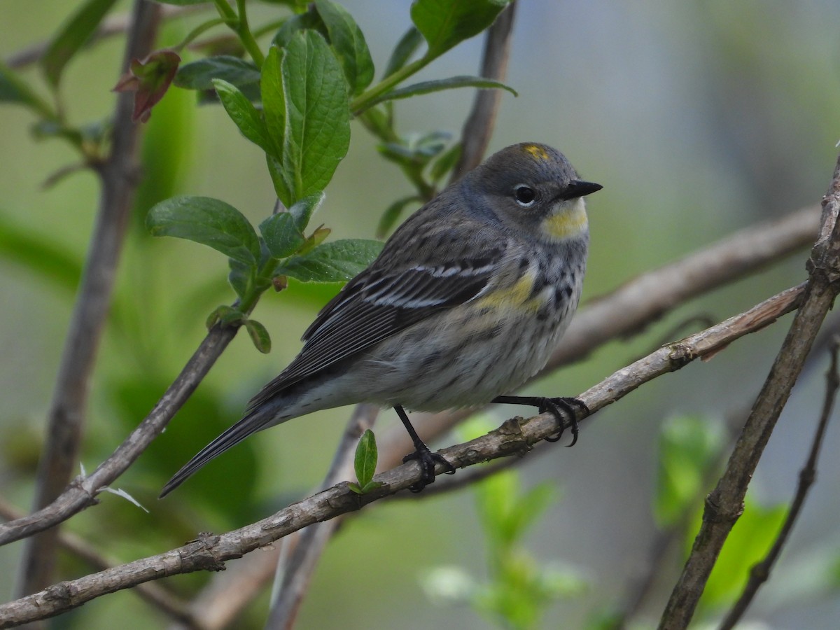 Yellow-rumped Warbler (Myrtle x Audubon's) - ML618427549