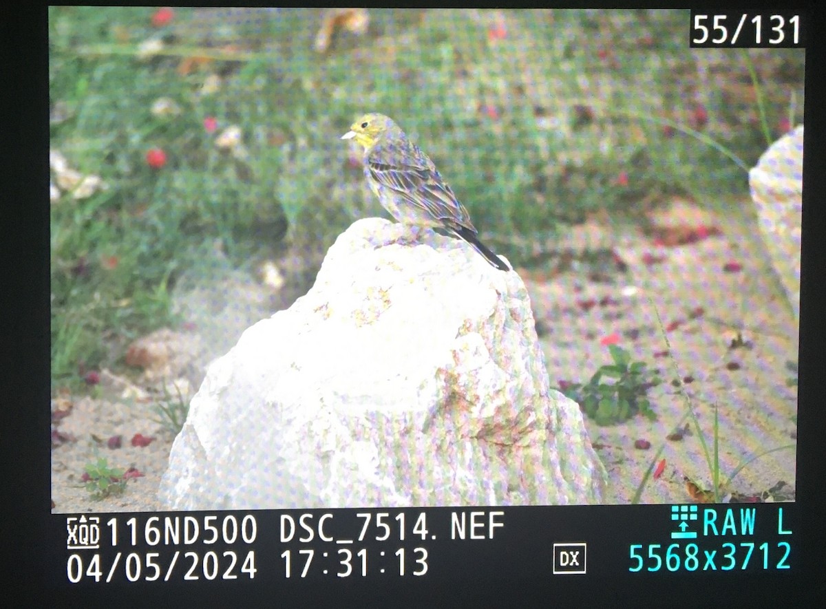 Cinereous Bunting - chandana roy